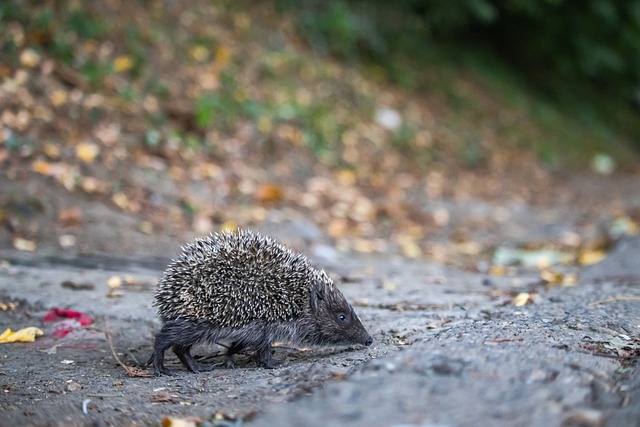 比赛中奠定 比赛中奠定