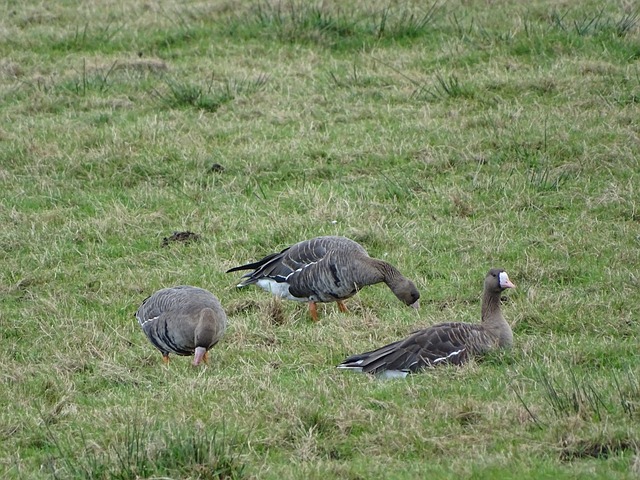 俱樂部或會 俱樂部或會